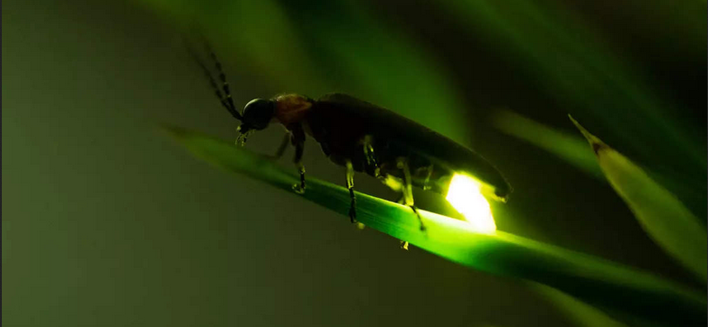 জোনাকি